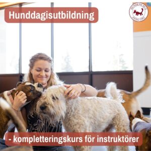 Hunddagisutbildning kompletteringskurs för instruktörer - ONLINE