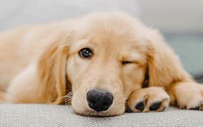 Erbjudande – paketpris med en hundpsykolog!