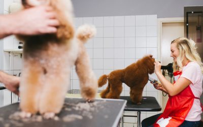 Är du hundfrisör? Fördjupa dina kunskaper – Lär dig ännu mer om Pudlar!