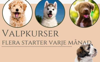 Har ni fått hem en ny familjemedlem? Så får ni bästa starten tillsammans