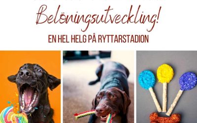 Ny kurs! Utveckla din belöning på en av vårens nya kurser