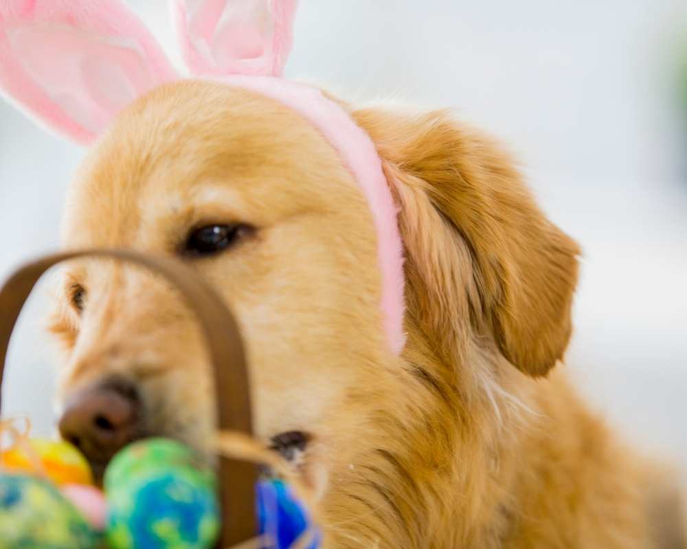 Träningsträff Nose Work Påsktema - Åkeshov, 9/4 2026 - bara 1 plats kvar!