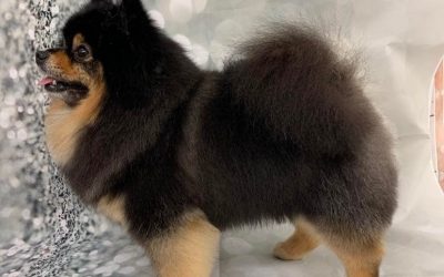 Fördjupa dina kunskaper – lär dig mer om att klippa Pomeranian!