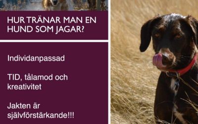 Antijakt – en föreläsning om hundars jaktbeteende på Hundens Hus Play med Cilla Danielsson