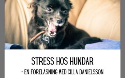 Stress hos hundar med Cilla Danielsson