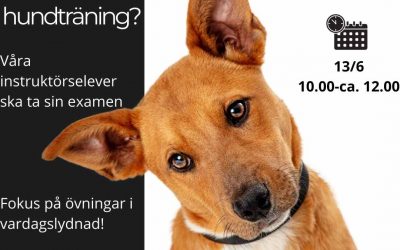 Häng med på rolig hundträning!