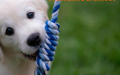 FULLBOKAD Certifierad Hundpsykolog/Hundinstruktör