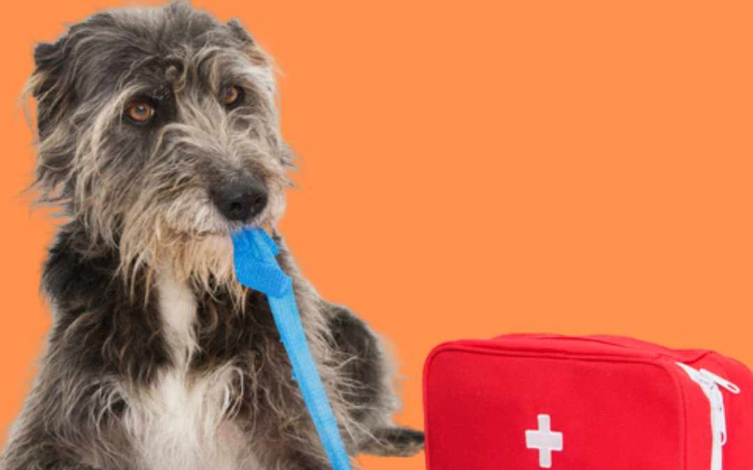 Workshop i ”Första hjälpen” – Åkeshov, 12/6