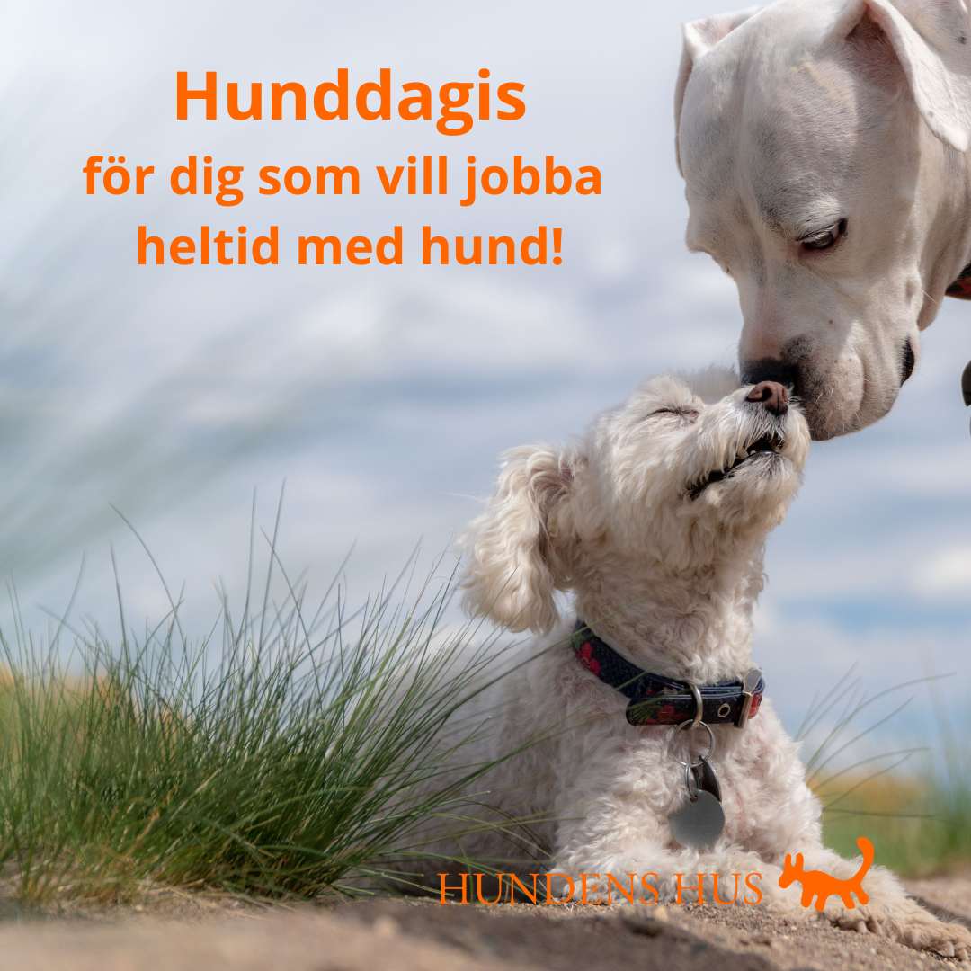 Hunddagisutbildning