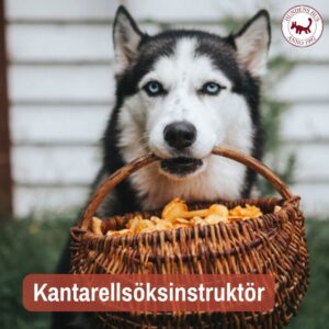 Kantarellsöksinstruktör - ONLINE