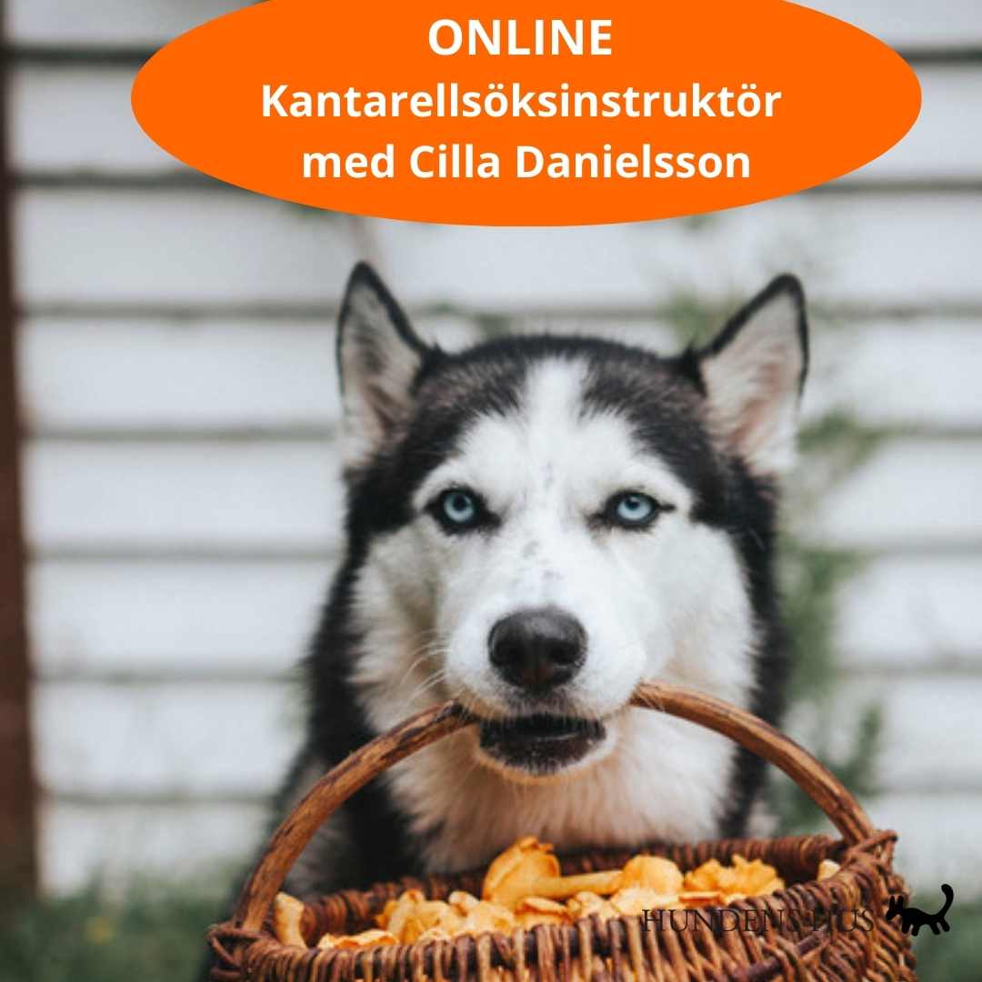 Kantarellsöksinstruktör - ONLINE