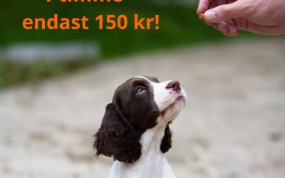 Valpträning – endast 150 kr – 13/6