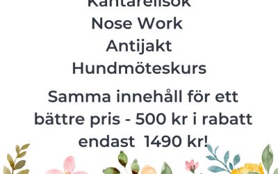Sommarens projektkurser- 500 kr i rabatt – endast 1490 kr!