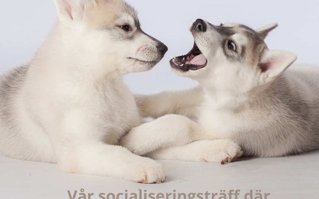 NYHET – Puppy Talk!