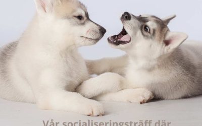 NYHET – Puppy Talk!