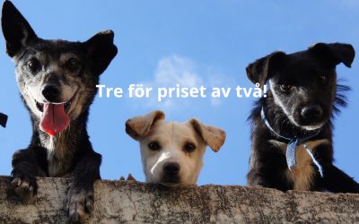 Tre LIVE för priset av två på Hundens Hus Play