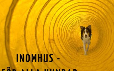 Agility – inomhus i Åkeshov våren 2026