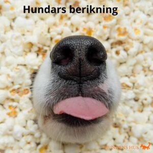 Berikningskurs, Åkeshov 2/12 2025 - bara 2 platser kvar!