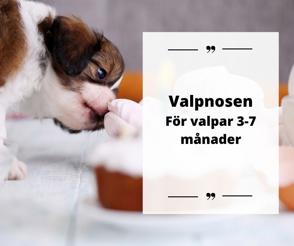 Prova på Valpnosen Nose Work - Årsta 9/2 2025 - 4 platser kvar