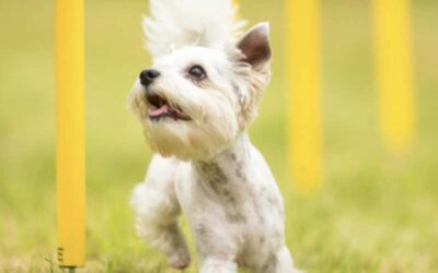 Agility – fart, fläkt och fokus!