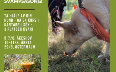 Nu är det SVAMPSÄSONG – och inte bara du älskar det!