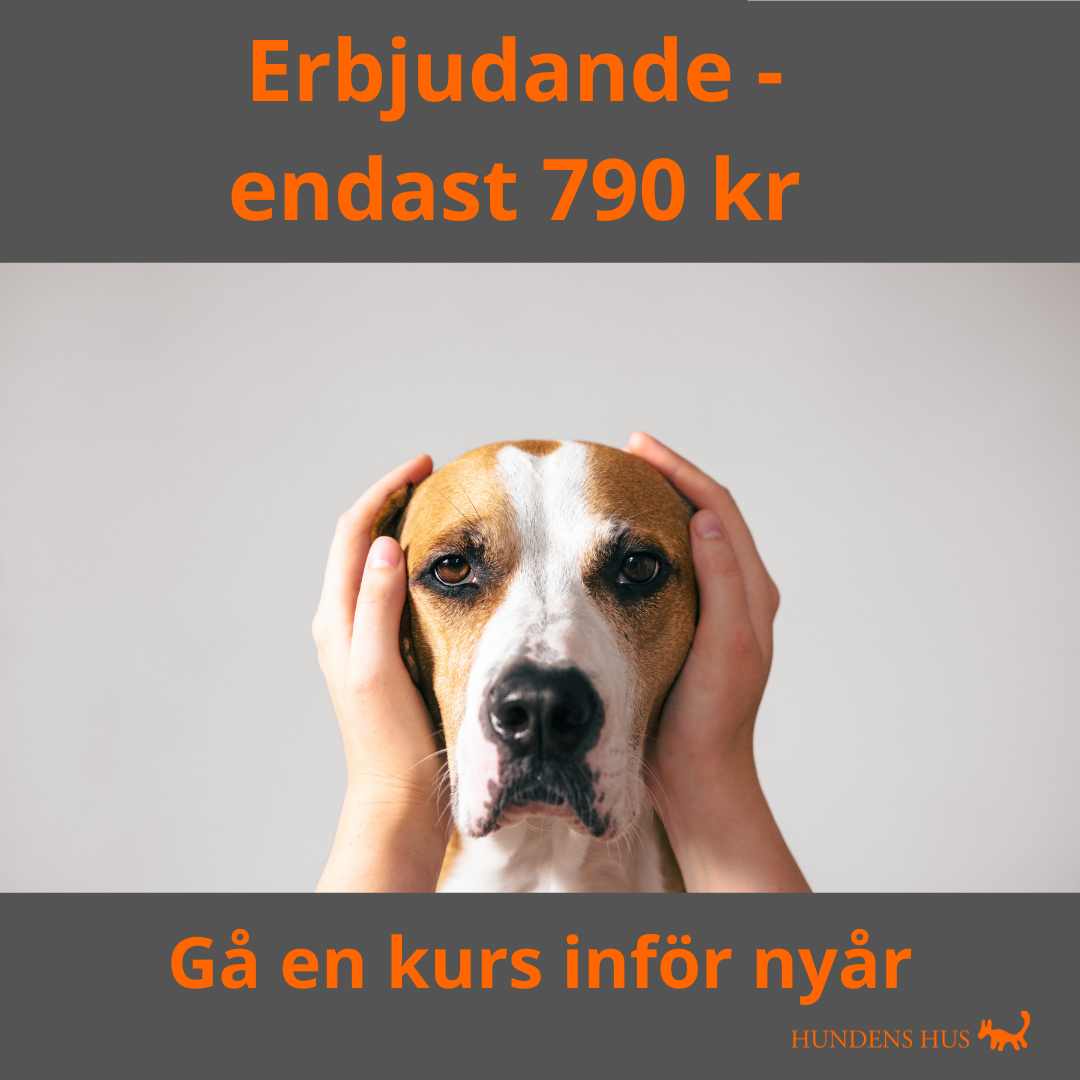 Nyårsrädsla – Åkeshov, 1/12 2026
