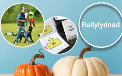 Rallylydnad – vill du förbättra din