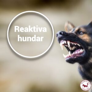 Reaktiv aggressiv hund hjälp