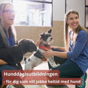 Hunddagisutbildning - löpande intag!
