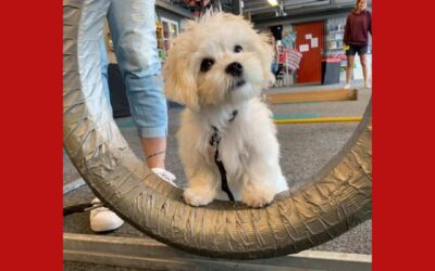 Valp Agility Stockholm