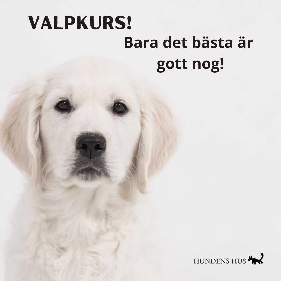 Valpkurs - Årsta, 4/11 2025 - bara 2 platser kvar!