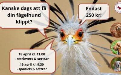 Våra hundfrisörelever behöver träna på…