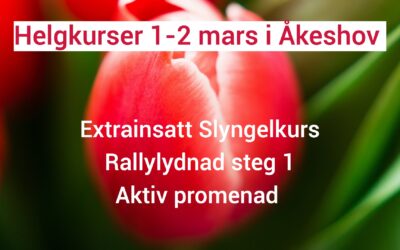 Vad ska du göra i helgen 1-2 mars?