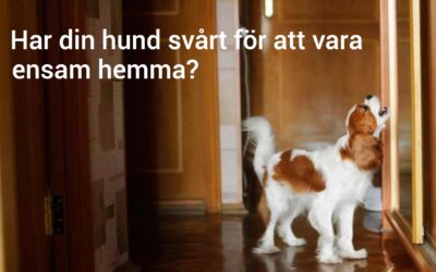Separationsångest – en praktisk föreläsning 18/2