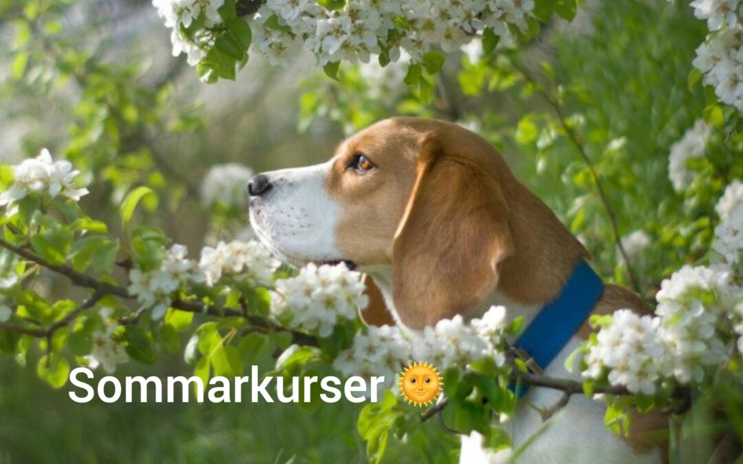 Kurser i sommar för dig och din hund 🌞