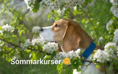 Kurser i sommar för dig och din hund 🌞