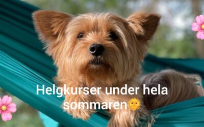 Få all kunskap ni behöver under en helg!