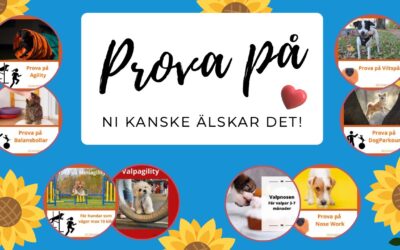 Prova på! – du och din hund kanske älskar det❣️