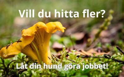 Kantarellsökskurs – för dig som älskar svamp!