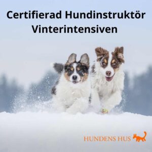 Certifierad Hundinstruktör  Vinterintensiven 30/10-2/11 2025 - bara 2 platser kvar!