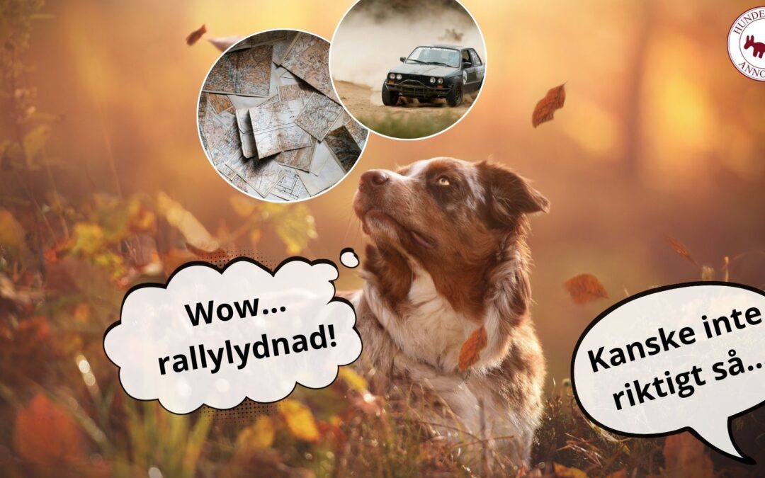 Rallylydnad kursstarter hösten 2025