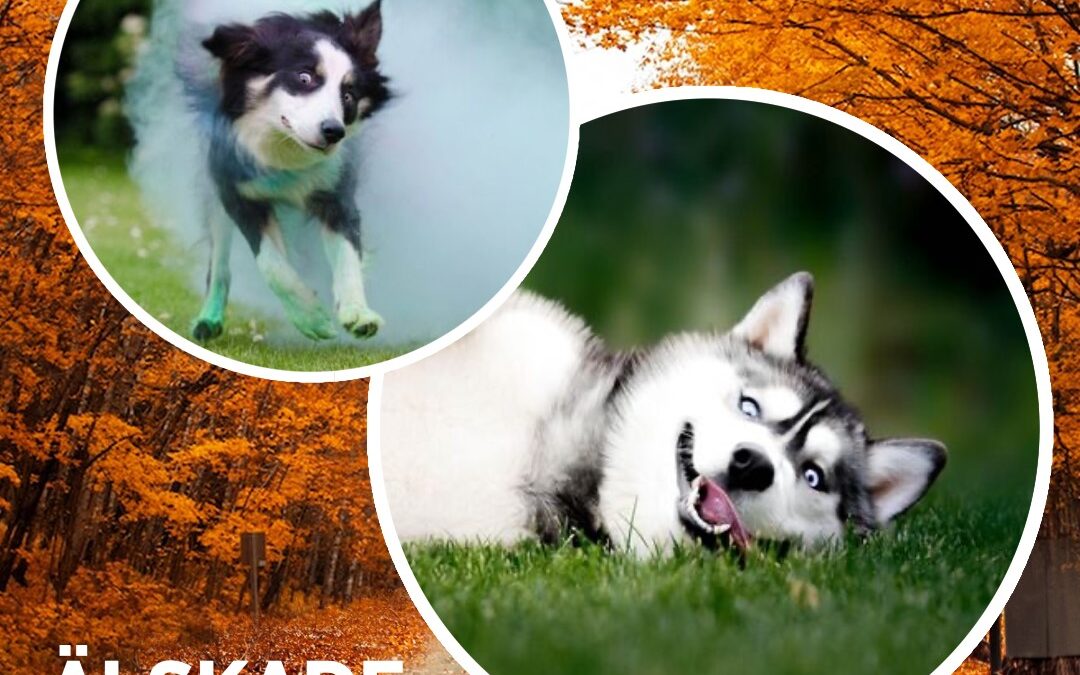 Vilken höst vi ska ha älskade unghund🍁😜