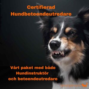 Certifierad Beteendeutredare Sommarintensiven startar 14-17/5 2026
