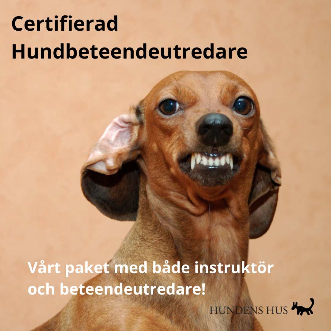 Certifierad Hundbeteendeutredare 28-29/3 2026