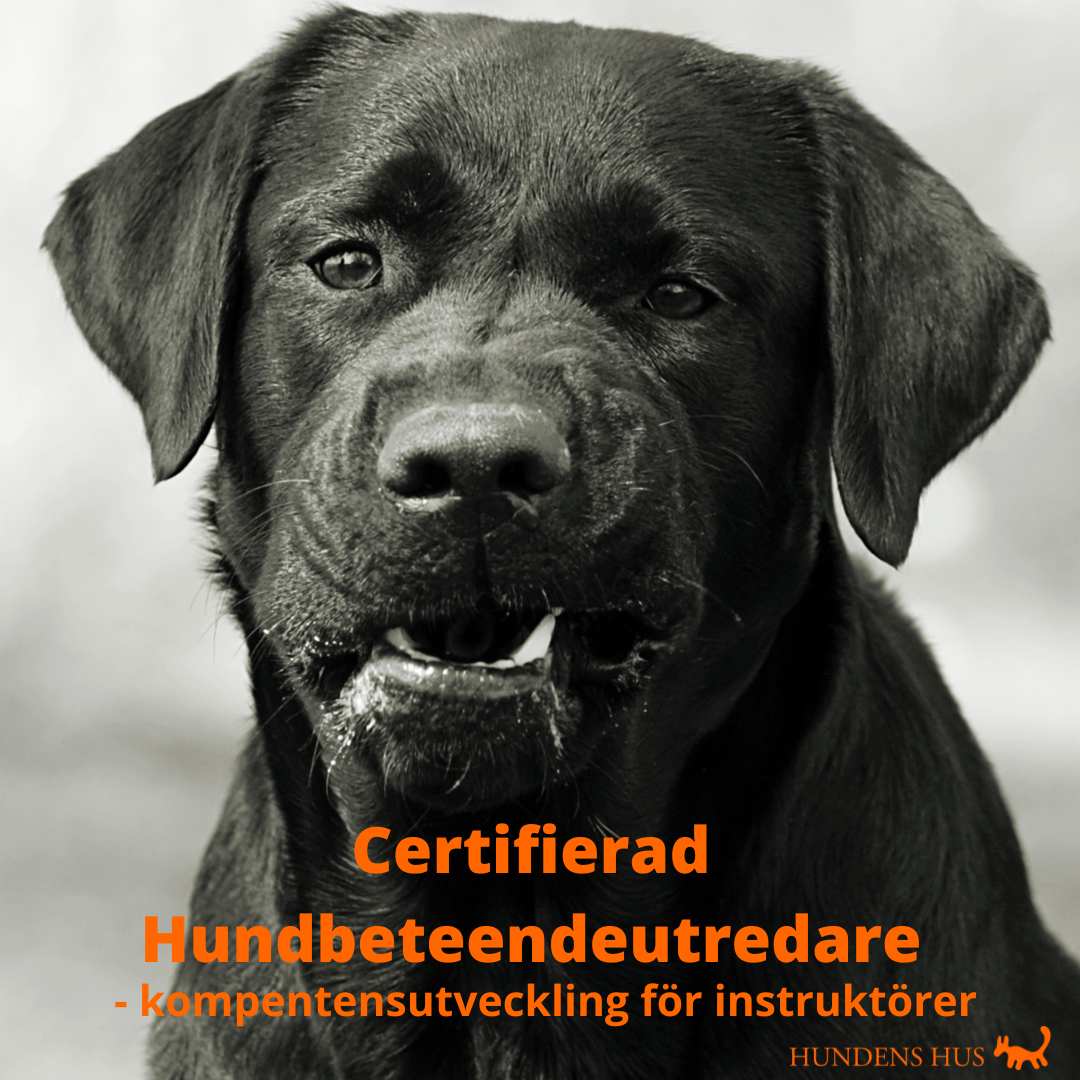 Hundbeteendeutredare, påbyggnadskurs för instruktörer,  fre-söndag 29-31/5 2026