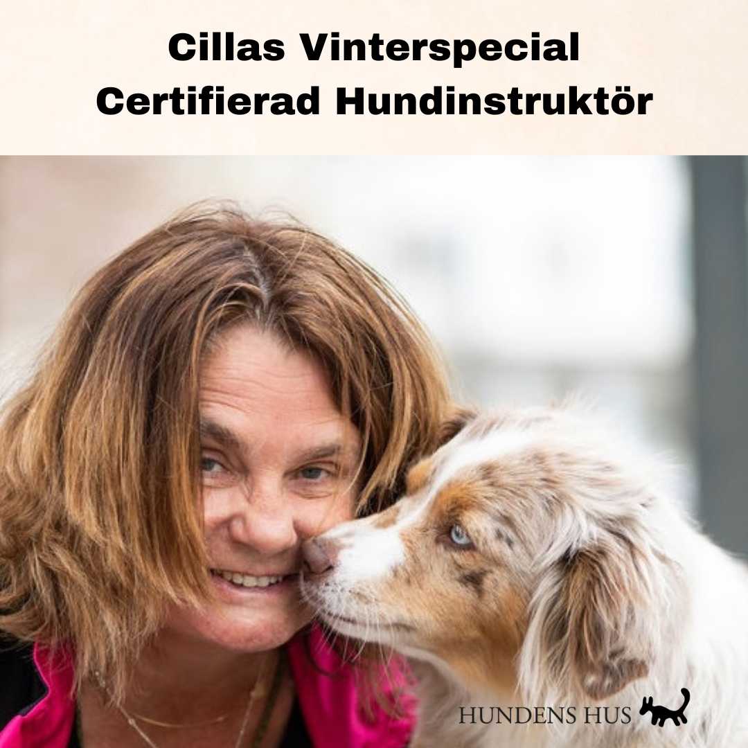 Cillas Vinterspecial - Certifierad Hundinstruktör  startar 4/1 2026