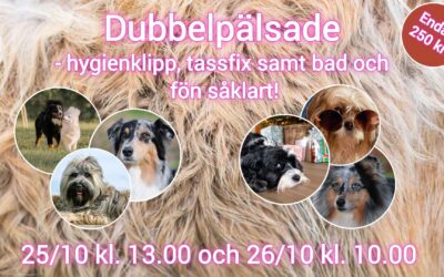 Dags att klippa din dubbelpälsade?