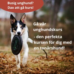 EXTRA INSATT Unghundskurs - Åkeshov, kl 19.45 den 6/11 2025 - 3 platser kvar