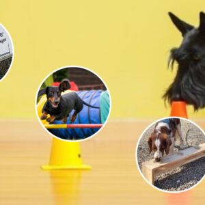 Trekanten - prova på 3 olika hundsporter - Åkeshov, 2/2 2026 - bara 3 platser kvar