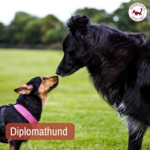 Diplomathund 1/9 2026